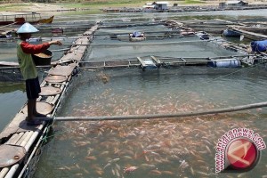  RIBUAN IKAN HILANG: Petambak Pantura Terancam Gulung Tikar